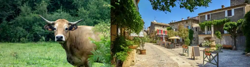 Millau - Salers